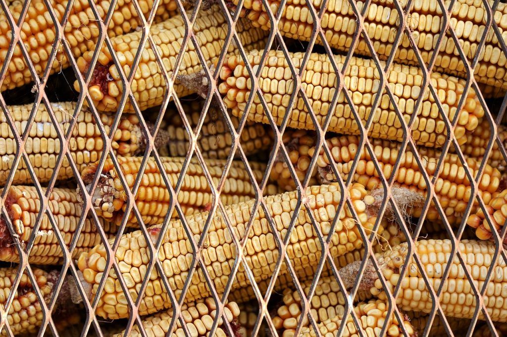 Kevesebb kukorica és drágább vetőmag várható Magyarországon a hazai szakmai szereplők szerint
