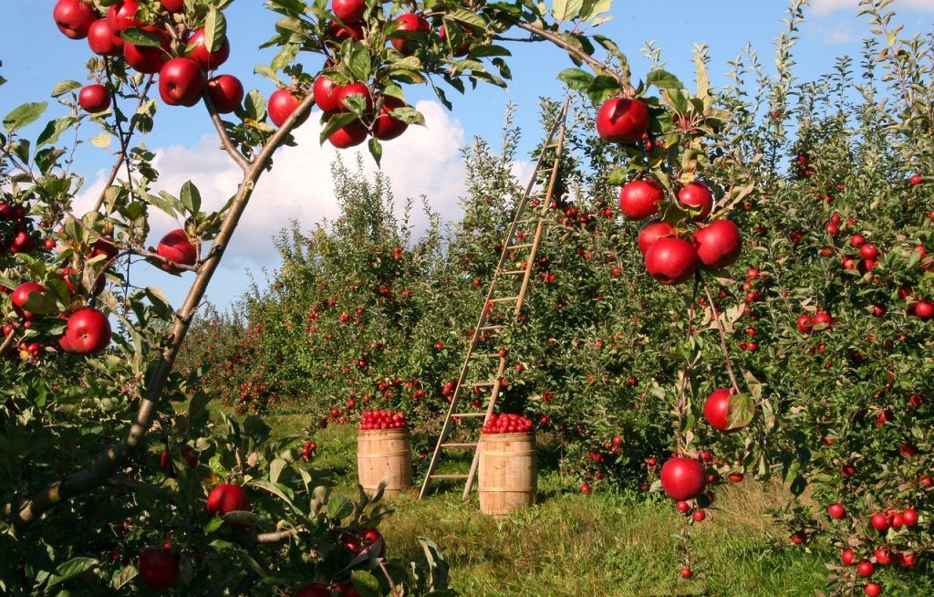 Az Élelmezésügyi és Mezőgazdasági Világszervezet (FAO) szerint egy főnek naponta átlagosan 400 gramm zöldséget és gyümölcsöt kellene elfogyasztania, hazánkban csupán napi 292 grammot fogyasztunk el