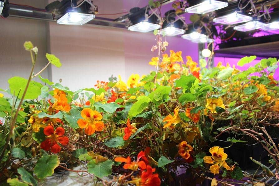 A precíziós zöldségtermesztés technológiájában kiemelten fontos a megfelelő világítás - Fotó: bedrock.farm