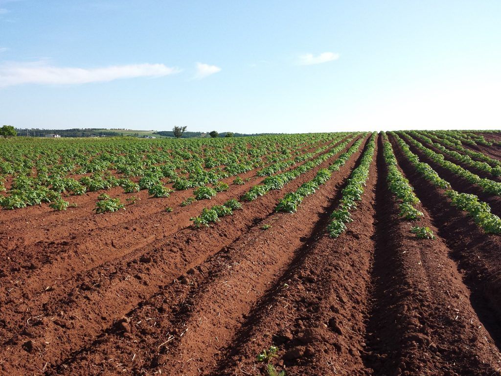 A mesterséges intelligencia alapú talajegészségügyi szonda 37 talajtápanyagot és jellemzőt mér valós időben a termelők és agronómusok számára