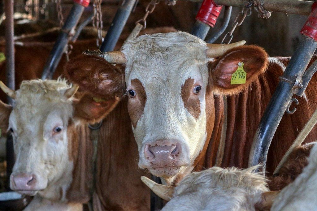 A támogatott projekt több elemből állt, része volt a termékek hatásának vizsgálata a metabolikus és szaporodásbiológiai folyamatokra, amelyből képet kaptak a termelésre és a reprodukcióra gyakorolt hatásokról is