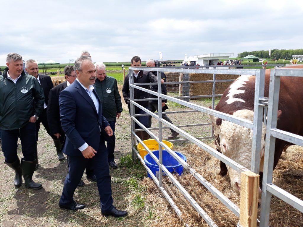 Nagy István agrárminiszter néz meg egy tenyészbikát a NAK és a MAGOSZ vezetőinek társaságában - Fotó: Magro.hu, CSZS, Mezőfalva, 2019