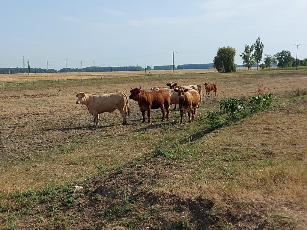 Vannak olyan ágazatok, ahol jóval az átlag alatt keresnek az emberek, sok esetben ilyen például a mezőgazdaság, ezen belül az állattartás is - Fotó: Magro.hu, CSZS, Berettyóújfalu
