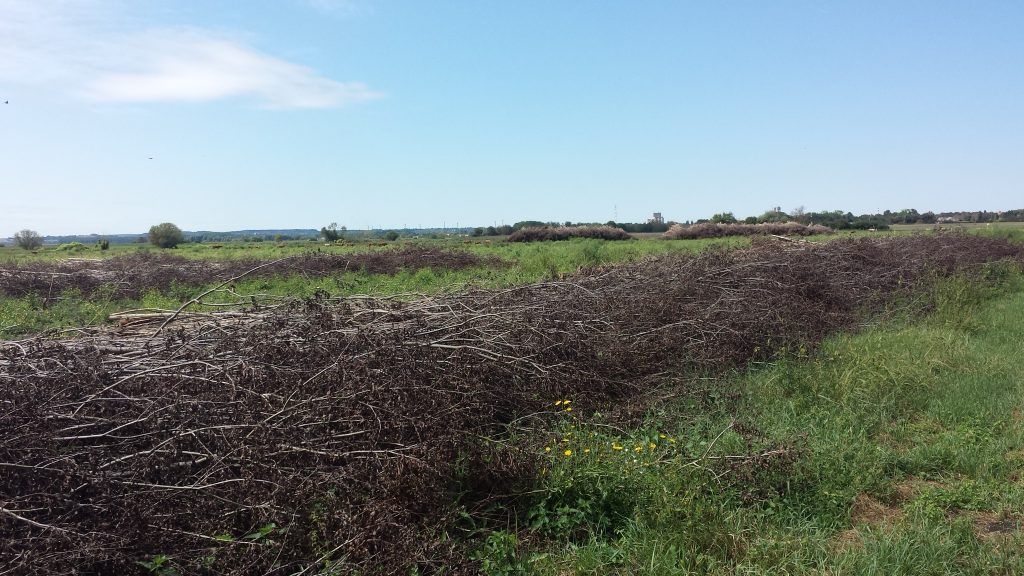 Agrárerdészet a Dél-Dunántúlon - Fotó: Magro.hu, CSZS, Dombóvár környéke, 2018