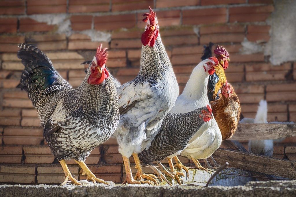 A kizárólag benzimidazol-gyógyszerek helminthiák elleni alkalmazásának korlátozása az EU-ban is igaz, ahol a ketreces tenyésztési rendszereket teljesen betiltották