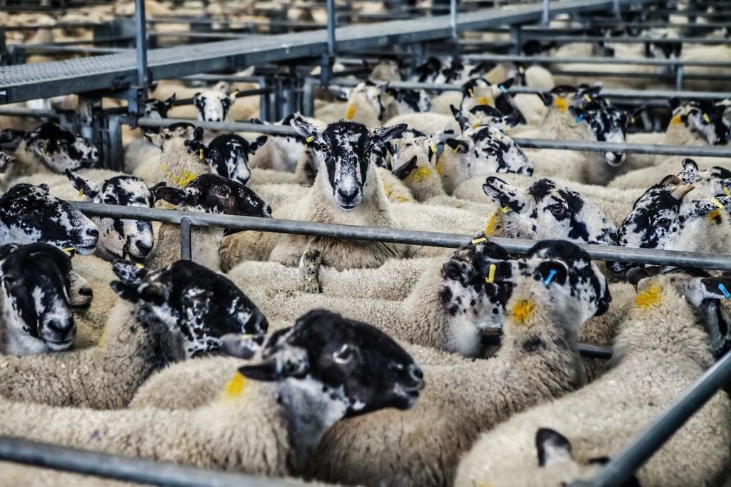 Amennyiben a gazdálkodó importált állatra kíván támogatást igényelni, javasolják, hogy vegye fel a kapcsolatot azzal a tenyészettel, ahonnan az állat származik