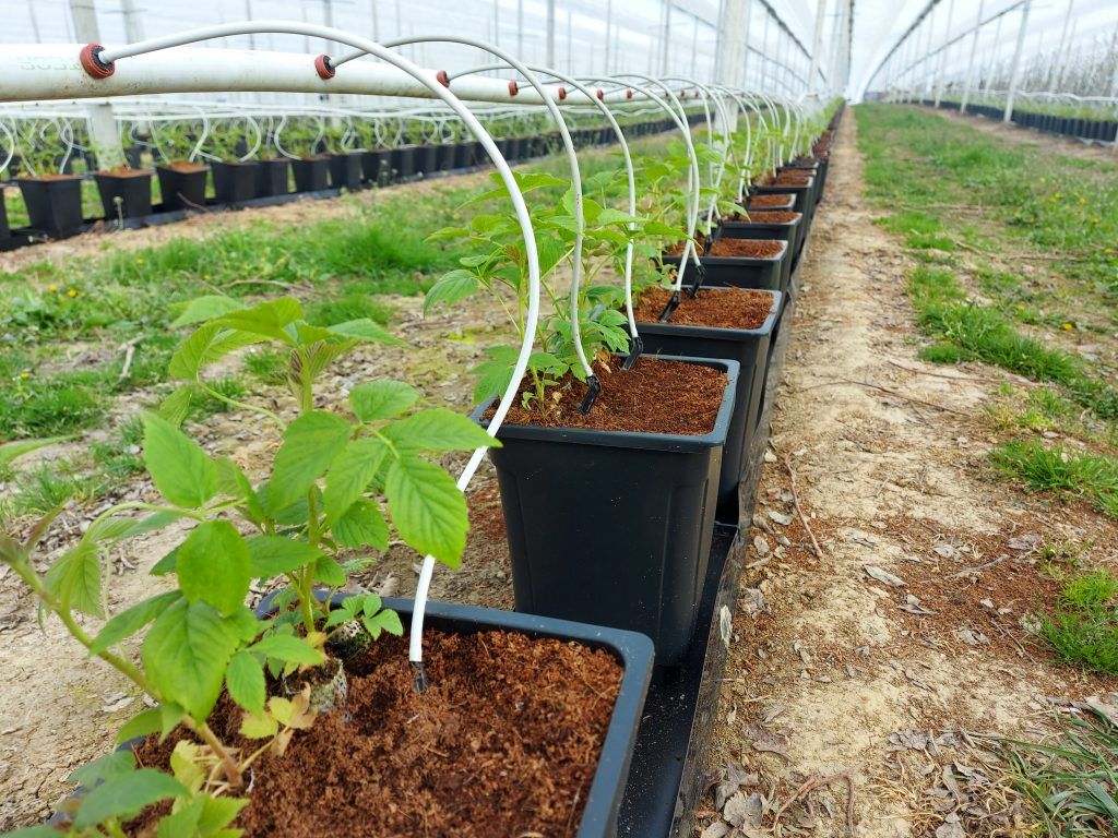 74,4 milliárd forintnyi EU-s pénzt fizetnek az agrár-élelmiszeripari termékek támogatására - Fotó: Magro.hu, CSZS, magyar málna Zala megyében, Nagyrécse határában