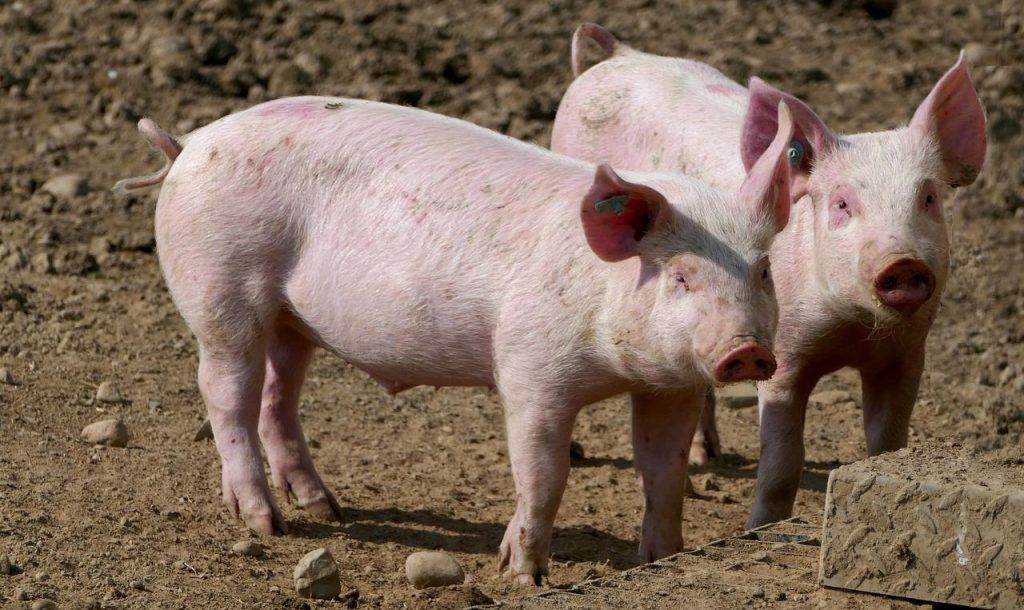 A 24 sertéstermelő régióból 19 újraindította működését, és folyamatban van a kulcsfontosságú eladói-beszállítói kapcsolatok újbóli felvétele