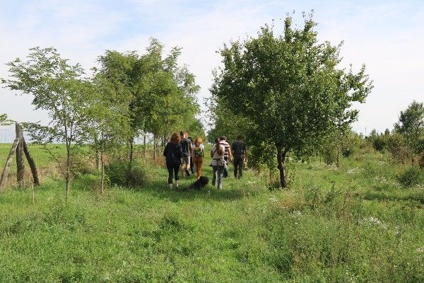 Mezővédő erdősáv a Valaha Tanya gyümölcsöse mentén