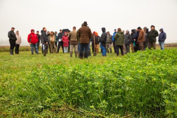Lucerna fedi a talajt november elején, a háttérben a Regeneratív mezőgazdaság témájú képzés