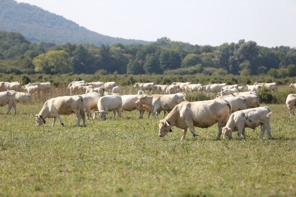 Legelő szarvasmarha állomány Várvölgyben