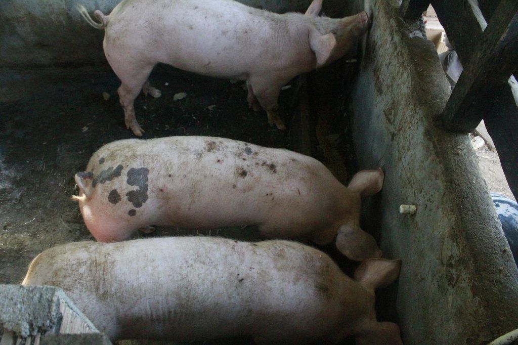 A befejező sertéseknél (80 kg testtömeg felett) a hátszalonna vastagsága gyorsabban nő, mint az izomzat lerakódása, és a több zsír lerakódása esetén kisebb a súlygyarapodás