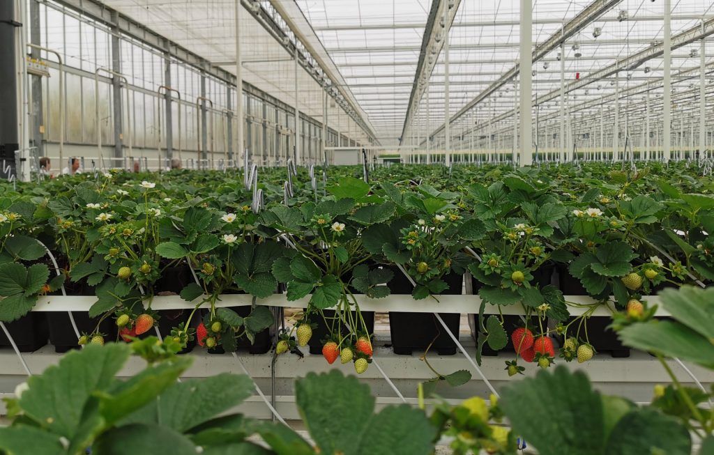 Szamócatermesztés az üvegházban, Veresegyházon - Fotó: FruitVeB