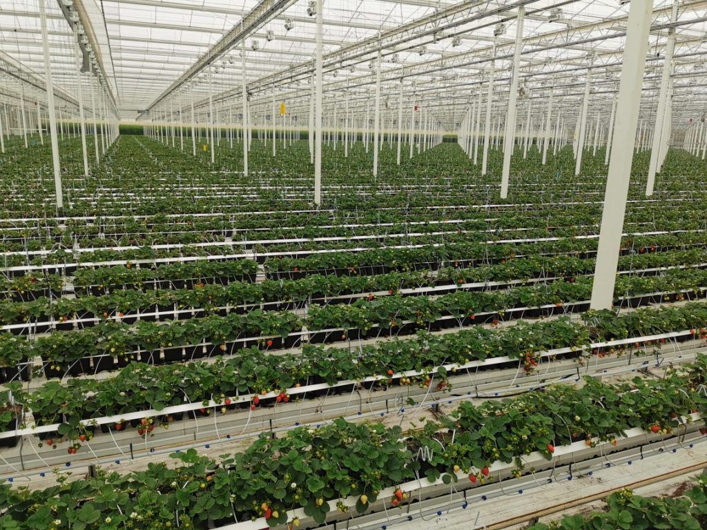 Szamócatermesztés felülnézetből az üvegházban, Veresegyházon - Fotó: FruitVeB