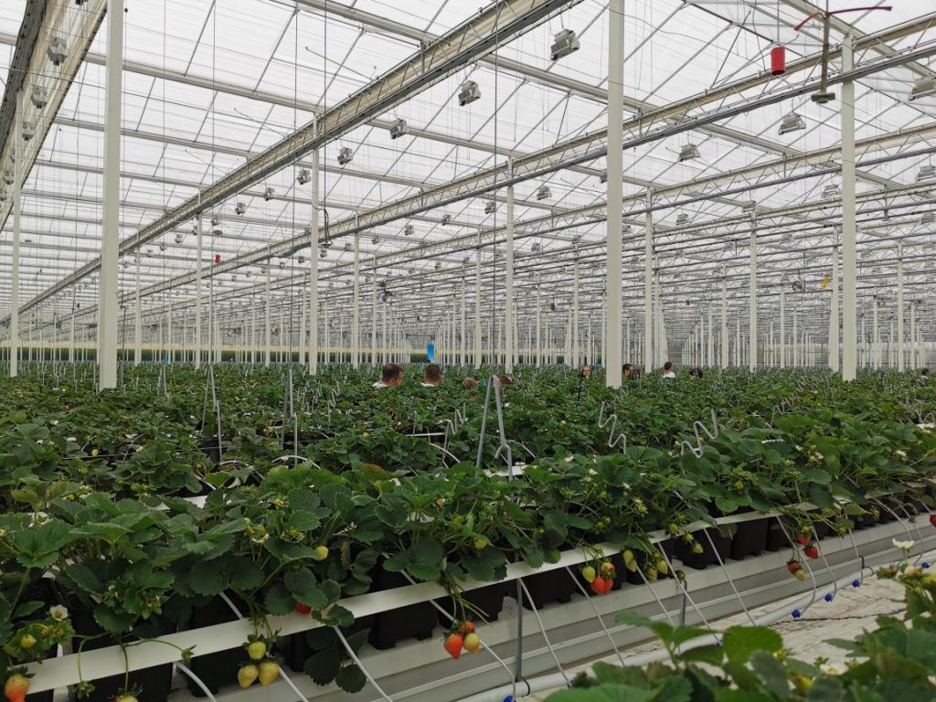 A szamóca termesztése kisebb költségekkel és kevesebb kockázattal jár, mint a paradicsomé - Fotó: FruitVeB
