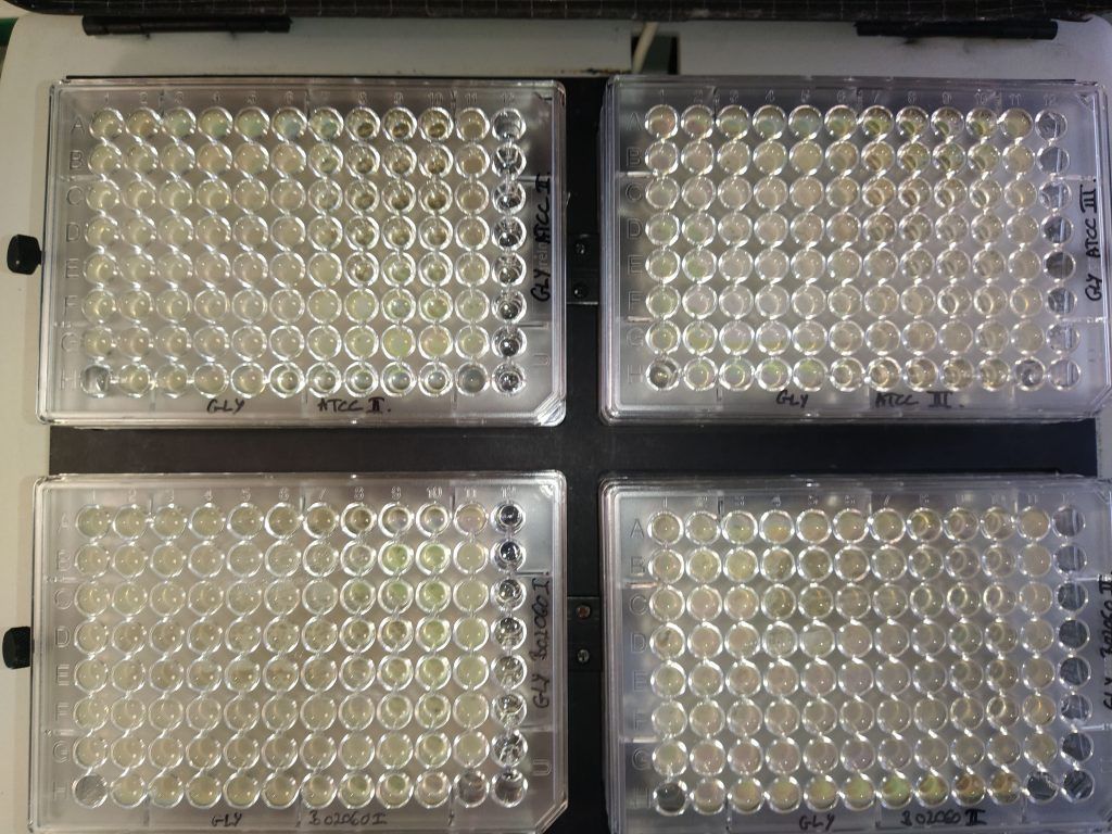 Glifozát indukált imipenem rezisztencia microplate-en - Fotó: Kaszab E.