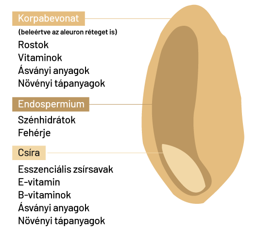 A cirokszem összetétele. Forrás: Khoddami, et al. Crit Rev Food Sci Nutr. 2021.