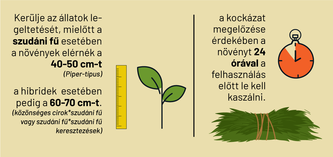 A szudáni fű fogyasztásának helyes gyakorlatáról is írtak