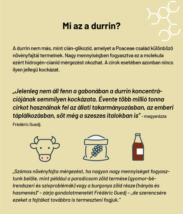 Mérgezést okozhat, ha nem figyelnek oda a termelők a takarmányozásra a ciroknál