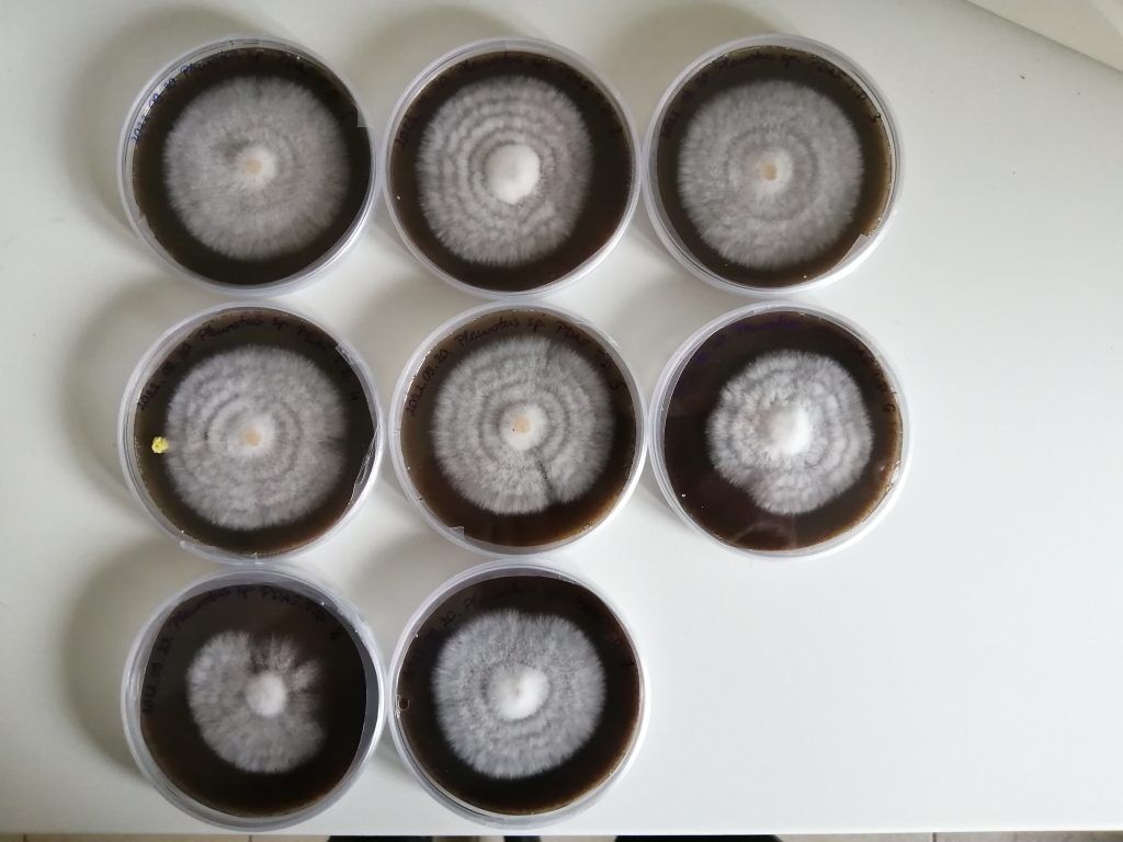 Rovar salakanyag laskagomba micéliumra gyakorolt hatásának in vitro vizsgálata - Fotó: Tóth Dániel