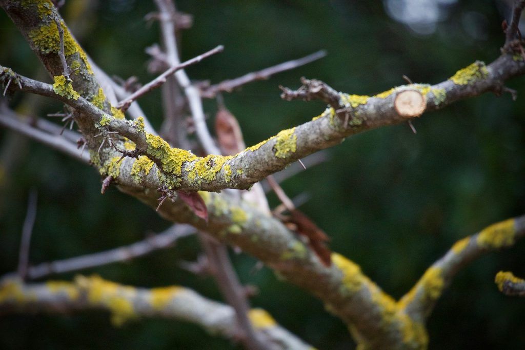 A gyümölcsfák metszése nagyon fontos, hiszen azon túl, hogy formásabbá alakítjuk a növényt, javítja a termést is