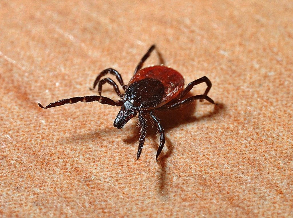A közönséges kullancs csípése általában nem veszélyes, de ha az élősködő fertőzött volt, már komolyabb gondot jelent. Többféle betegséget, például Lyme-kórt vagy FSME-vírus okozta agyvelőgyulladást (kullancsencephalitist) okozhat az embereknek, a kutyákban pedig a kullancsok által okozott egyik leggyakoribb és legveszélyesebb betegség a babesiosis, egyszerűbb nevén a babézia.