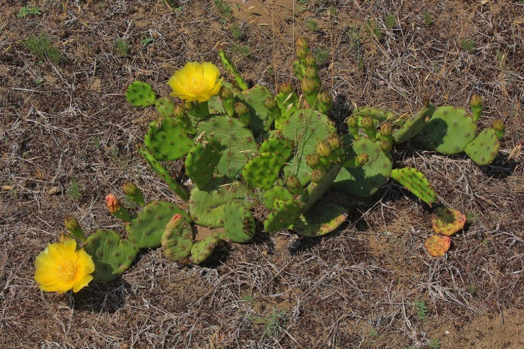 A heverő medvetalpkaktusz (Opuntia humifusa) a magyar Alföldön - Fotó: Kelemen András