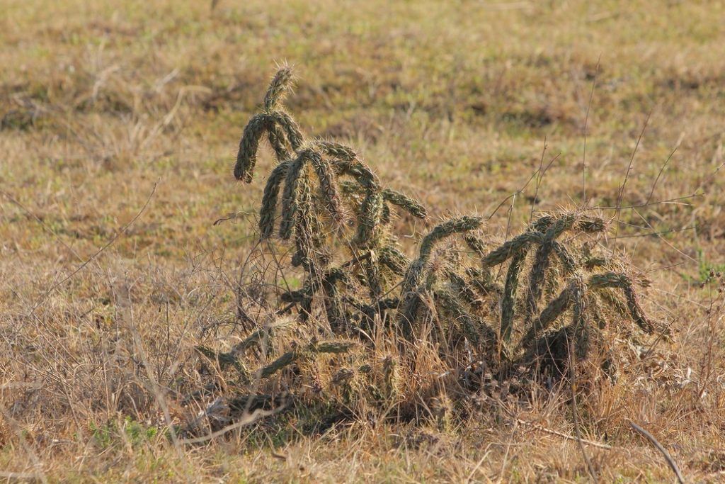 Cylinropuntia imbricata az Alföldön - Fotó: Kelemen András