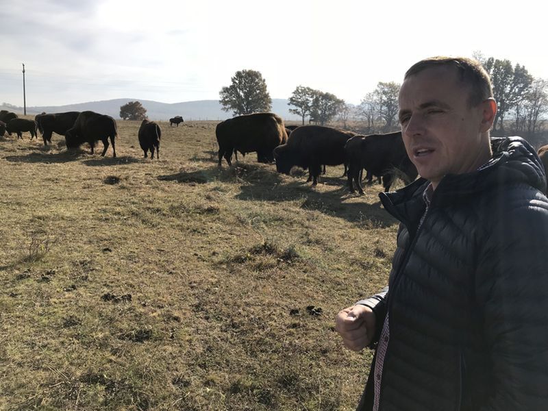Páll Attila Nagyajtán, a bölények társaságában - Fotó: Hecser László / Háromszék