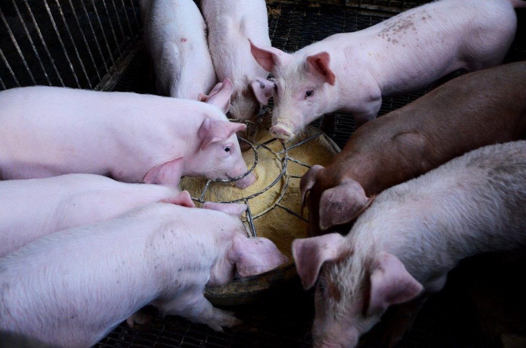 A takarmányozási viselkedés jellemzői közé tartozik az átlagos napi takarmányfelvétel, a maradék takarmányfelvétel. Ide tartozik az etetőnél tett napi látogatások száma, az etetőnél tett látogatásonkénti takarmányfelvétel is