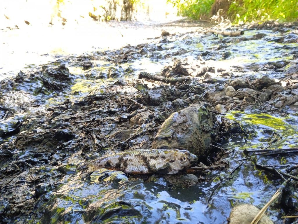 Illegális vízkivétel és halpusztulás is nehezíti a Bükki Nemzeti Park Igazgatóság dolgát - Fotó: BNPI