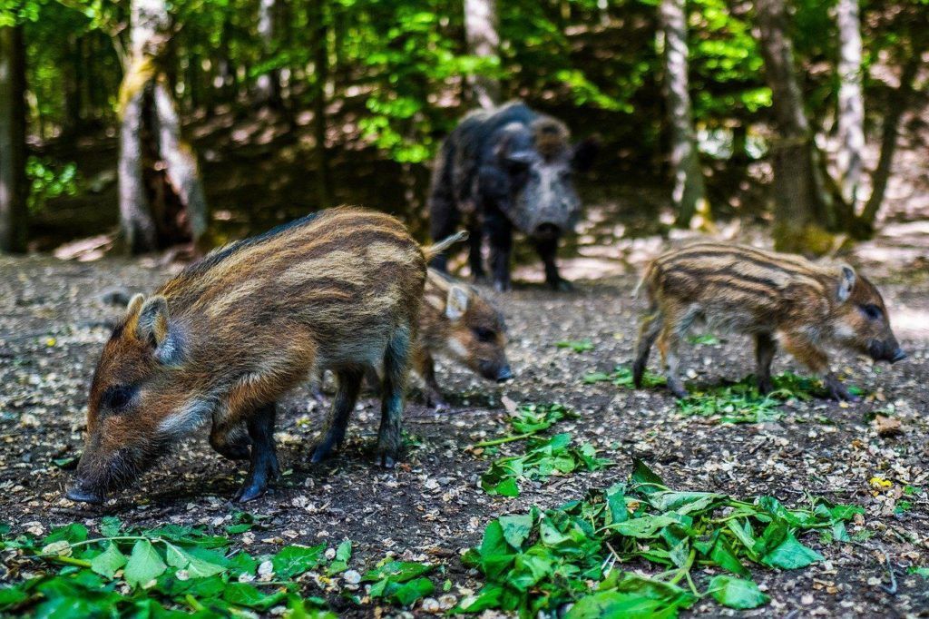 Lágy erdők mocsaraiban még ehetett a sertés sulyomot, ahogy más területen a bükknek, vadkörtének, vadalmának és más fának gyümölcsét, tölgyesek makktermését is