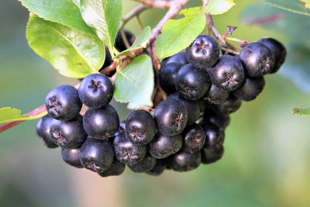 Már a második évben megjelenik rajta a sötétlila színű termés. 4-5 éves korában 5-7 kg termést ad egy-egy bokor. Betakarítás után hónapokig tárolható hűtőszekrényben