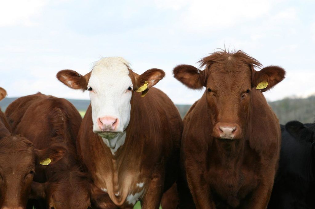 Az antibiotikumot hozamfokozásra használó országok száma 2017 és 2019 között összességében 14 százalékkal csökkent