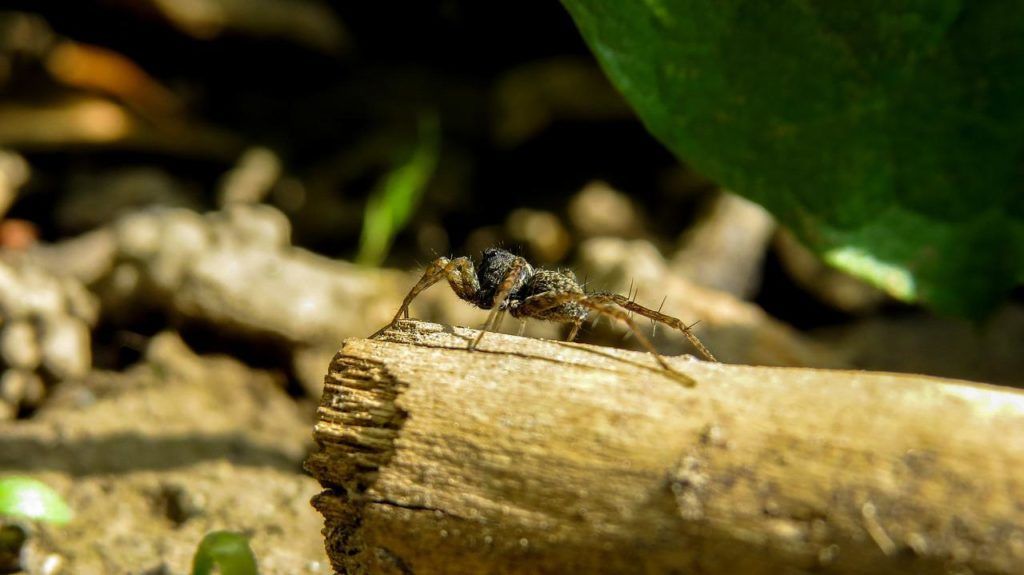 A póklábak lágyan, ennek ellenére szilárdan képesek megfogni nagy, finom és szabálytalan alakú tárgyakat anélkül, hogy eltörnék őket. A kutatók a farkaspók lábait használták fel robotkarok építésére - képünk illusztráció