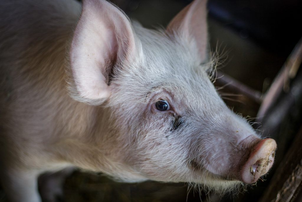 Összesen 7 sertés klónjait emberi segítség nélkül, a mesterséges intelligencia készítette el - képünk illusztráció, Magyarországon készült, CSZS, Adam's photovision - Magro.hu