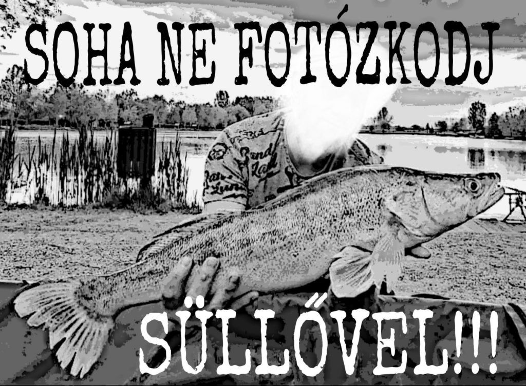 Horgászfotók miatt pusztulnak a süllők: a lajosmizsei Szászpa Horgásztó szabályzatában benne van, hogy a süllőket tilos kivenni a vízből