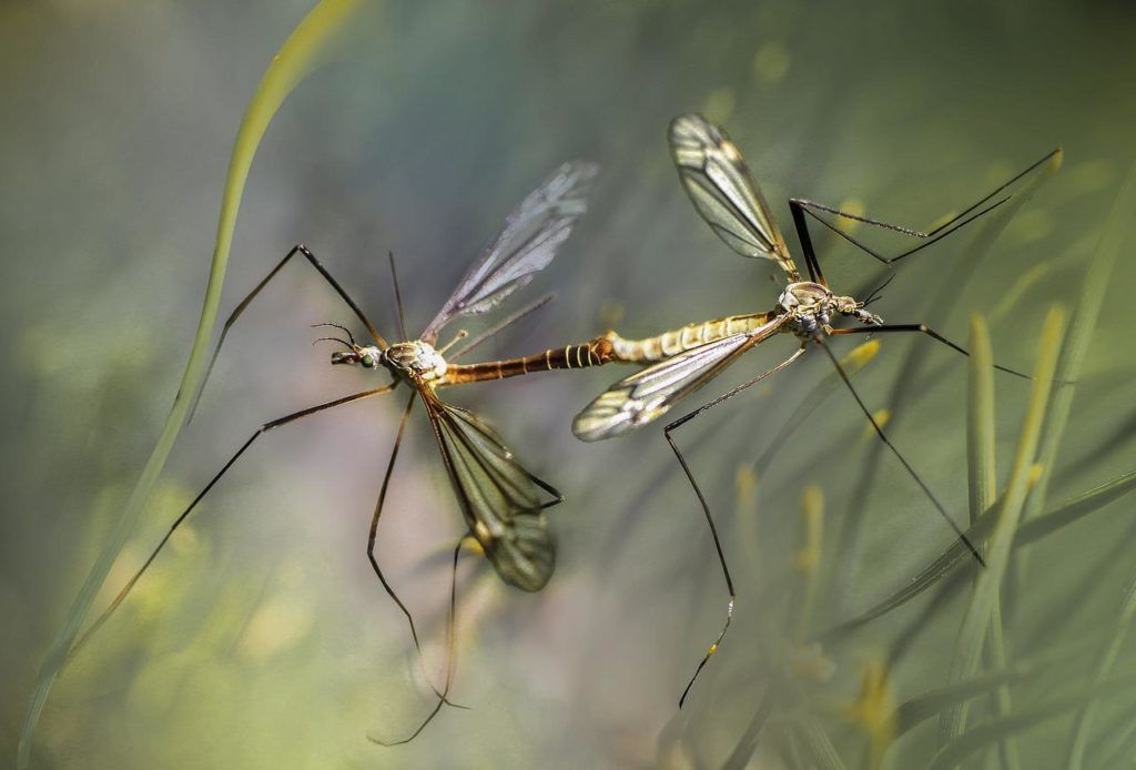 Sajnos ezek a repülő kártevők maláriát, nyugat-nílusi vírust, dengue-vírust, sárgalázat, zikavírust és még sok mást is hordozhatnak