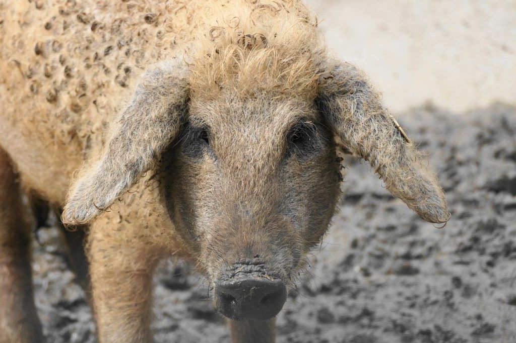 A mangalica iskolapéldája annak, hogy a néhány darabra szűkült, a kihalás szélén vergődő fajta miként írhat sikertörténetet a XXI. században