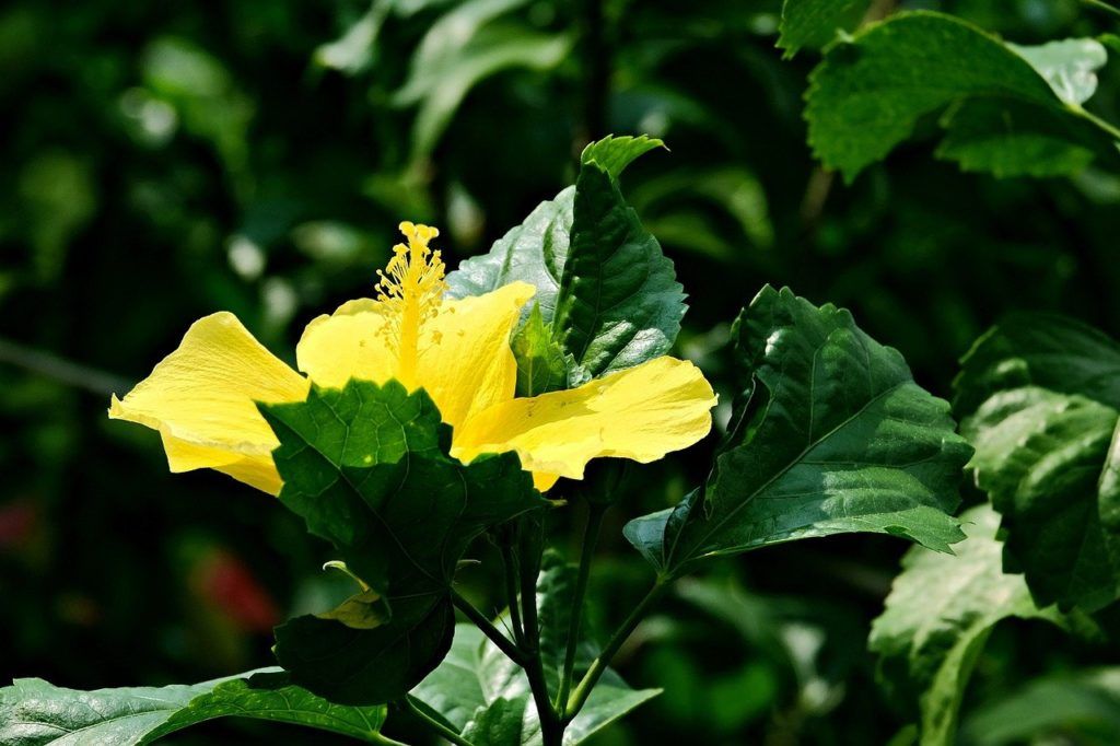 A hibiszkuszt tavasszal és ősszel érdemes megmetszeni, hogy több virágot hozzon. Így is elég nagyra fog nőni ahhoz, hogy kellemes árnyékot borítson a forró balkonra.