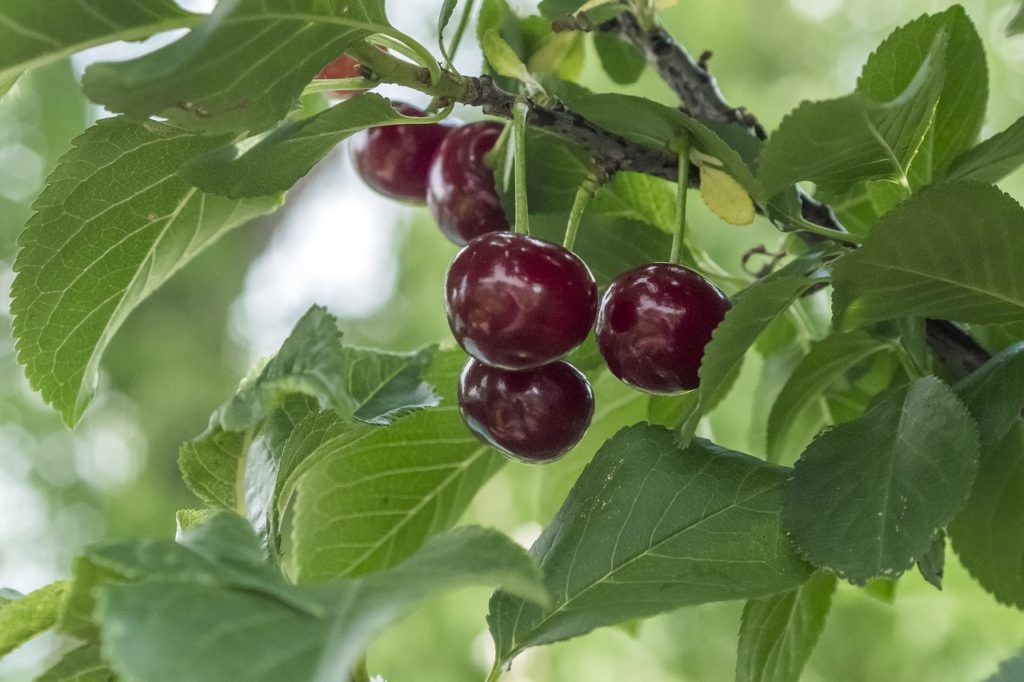 A csapadék okozta kirepedezés kevésbé érinti a meggyet, az eső várhatóan kedvezően hat a gyümölcs minőségére a FruitVeB szakértői szerint