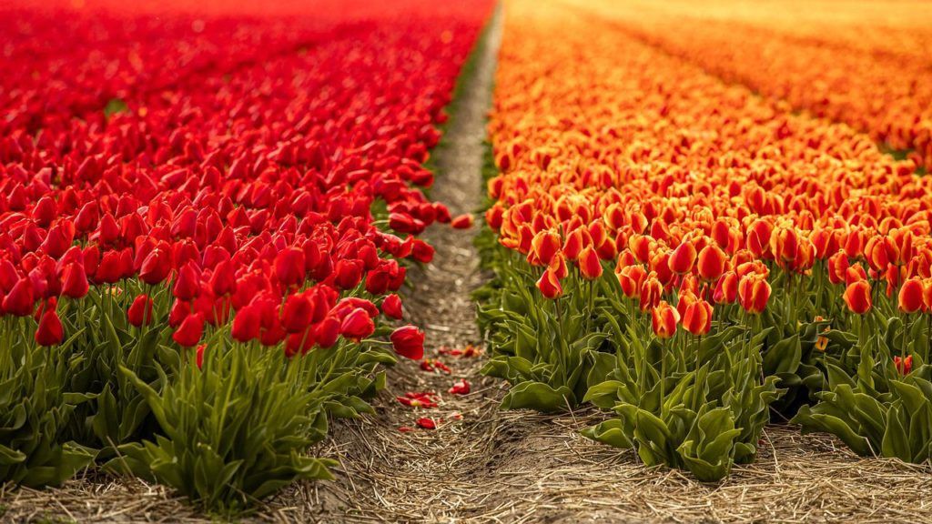 Csődöt jelentett a holland kertészeti vállalat - képünk illusztráció