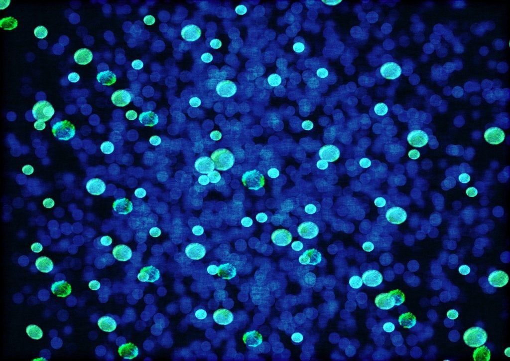 Nagy a nyomás az antibiotikumok használatának csökkentése érdekében, és ez közvetlen hatással van a humán egészségügyi szempontokra is