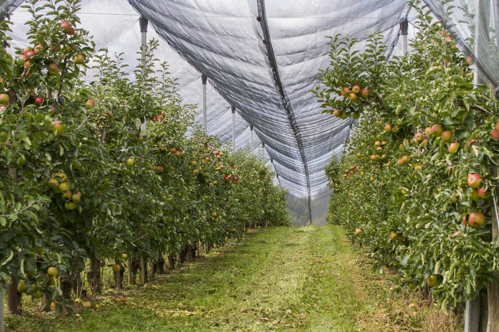 Gyors válasz érkezett a növényvédő szerekkel szennyezett magyar zöldségek és gyümölcsök ügyében a Nemzeti Agrárgazdasági Kamara és a FruitVeB Magyar Zöldség-Gyümölcs Szakmaközi Szervezet szakemberei részéről