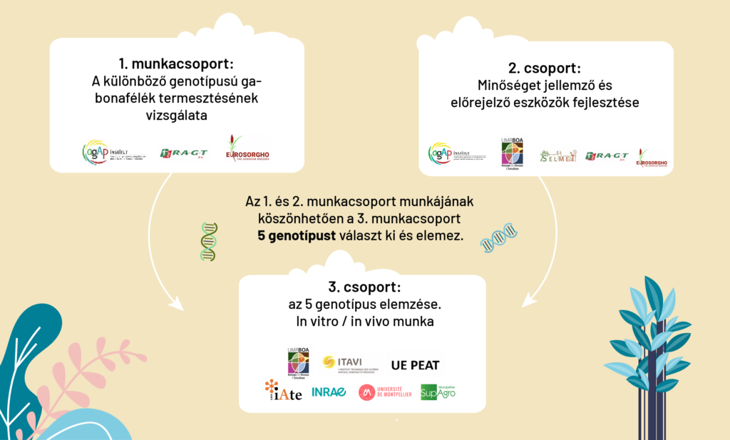 Három munkacsoport dolgozik a közös cirokprojekt sikeréért