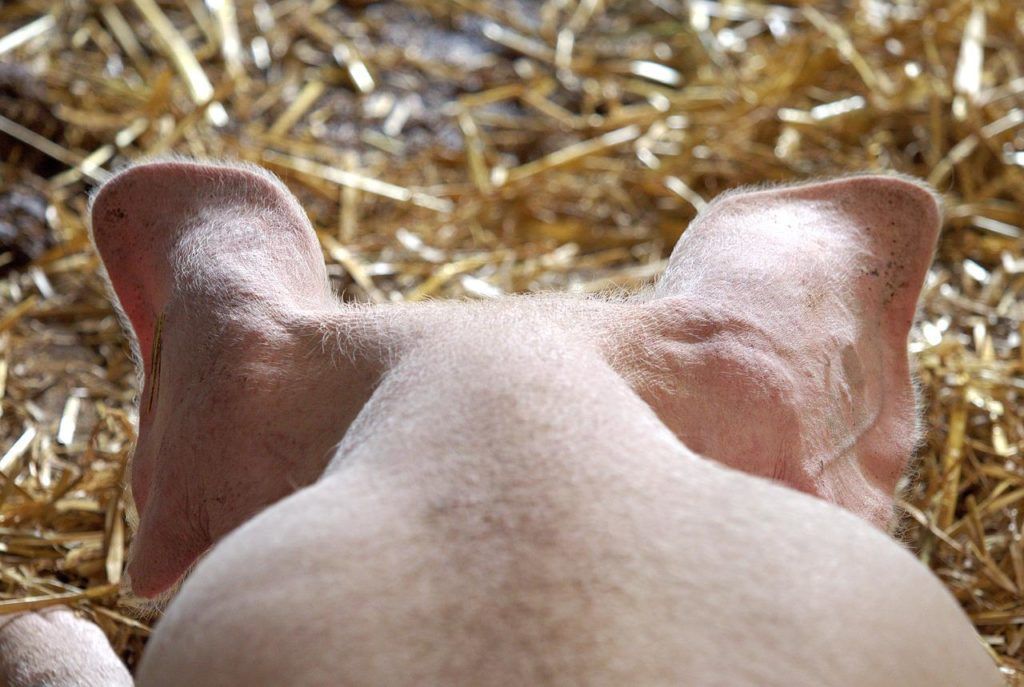 A fülkagylókban lévő kis erek a gyulladás miatt elzáródhatnak. Ekkor a véráramlás megszakad, és a fül- és farokcsúcsok magasságában hűvösebb képet látni