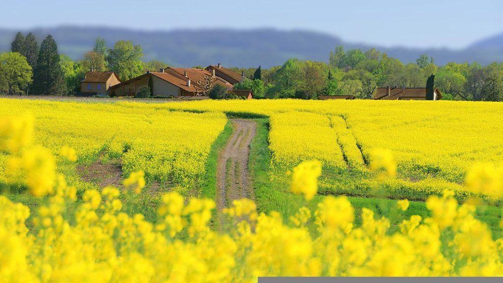 Veszélyben a repcetermés a Homokhátságon a repcebecő-ormányosok miatt - képünk illusztráció