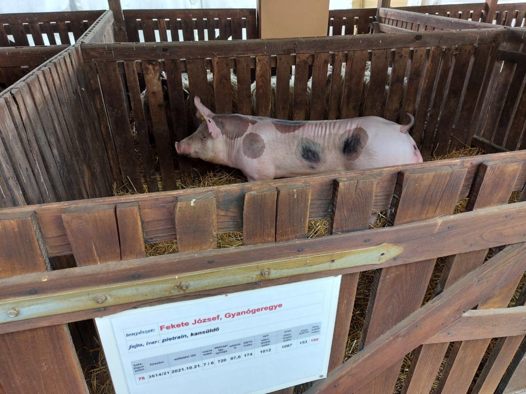 A gyanógeregyei Fekete József tenyésztése: Piretrain kansüldő - Fotó: Magro.hu, CSZS