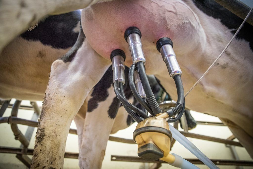 Megtévesztő mivolta miatt támadta meg a Tej Terméktanács a Danone zabitalát