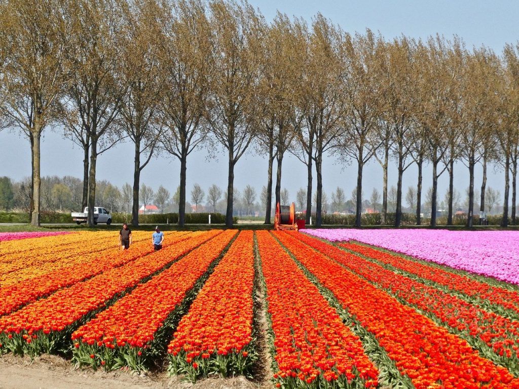 A váti tulipánoskertben 80-85 százaléka már kikelt a virágoknak, a korai fajták lassan elkezdik hozni a szárat is, a későbbiek már háromleveles állapotban vannak